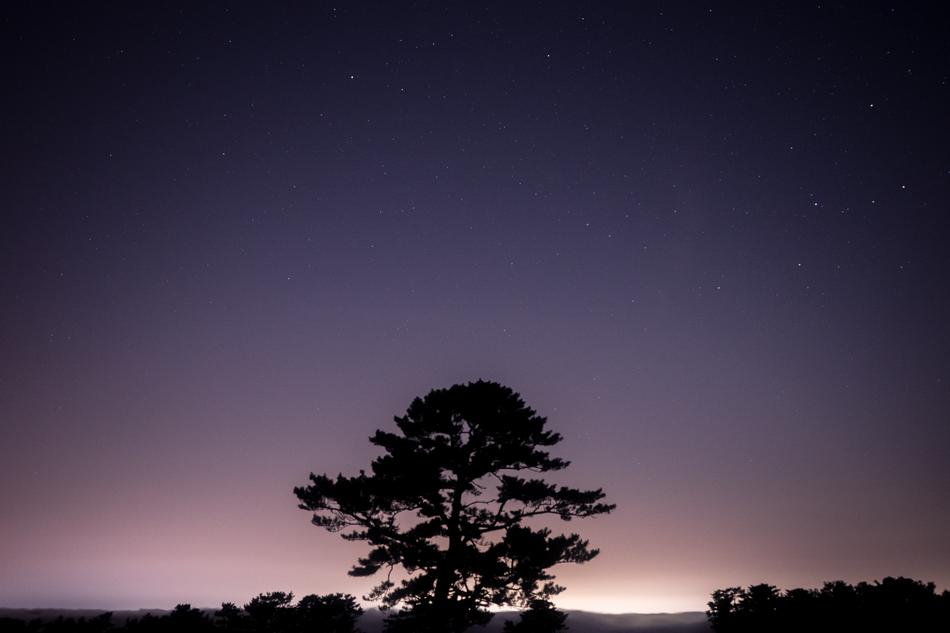 Plant Nature Tree