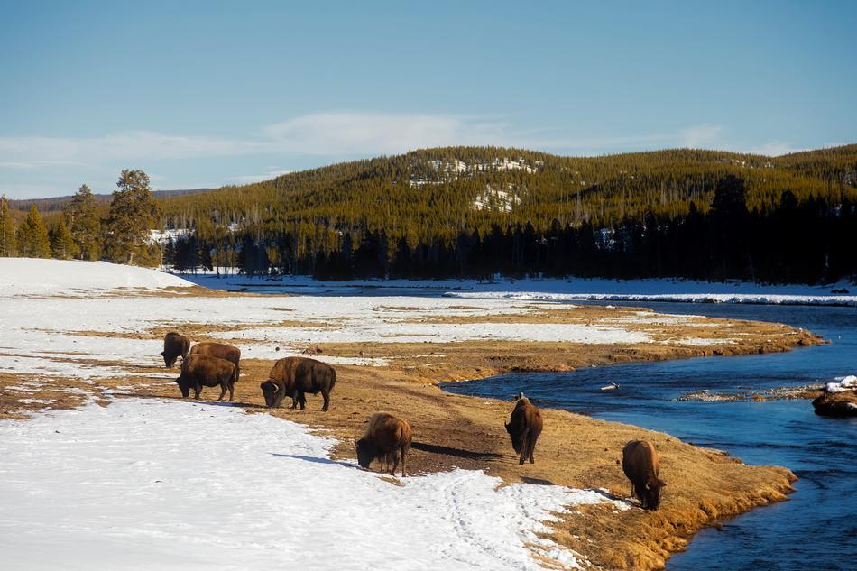 Yellowstone National Park Travel