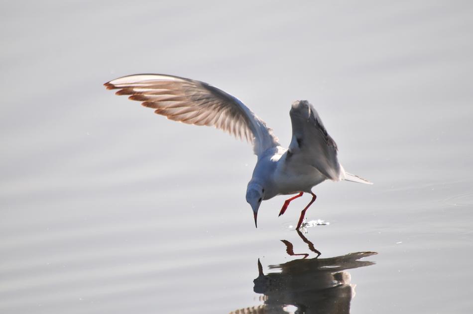 Bird Wild Animals Sea Gull