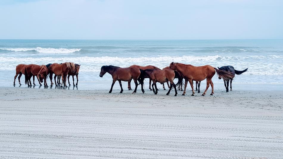 Horse Beach