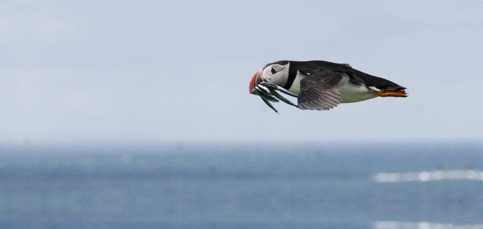 Puffin Feeding Flight