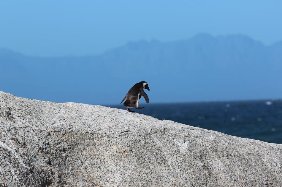 Animal Ocean Penguin