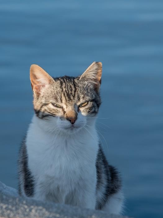 Cat Dawn Sun