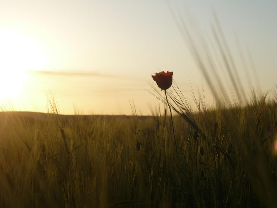 flower rising over an evening field