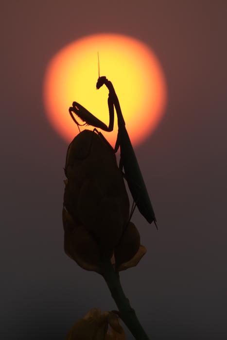 Mantis Prayingmantis