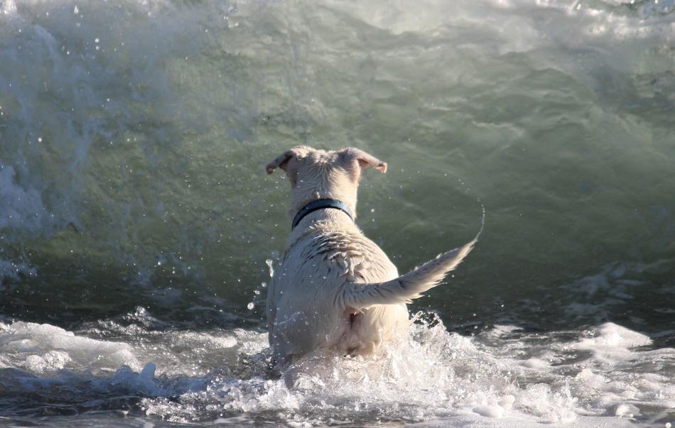 Dog jump to Water Wall