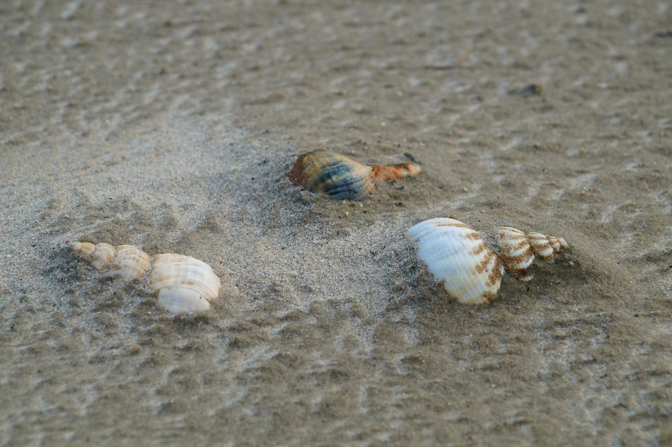 Shells studded with sand