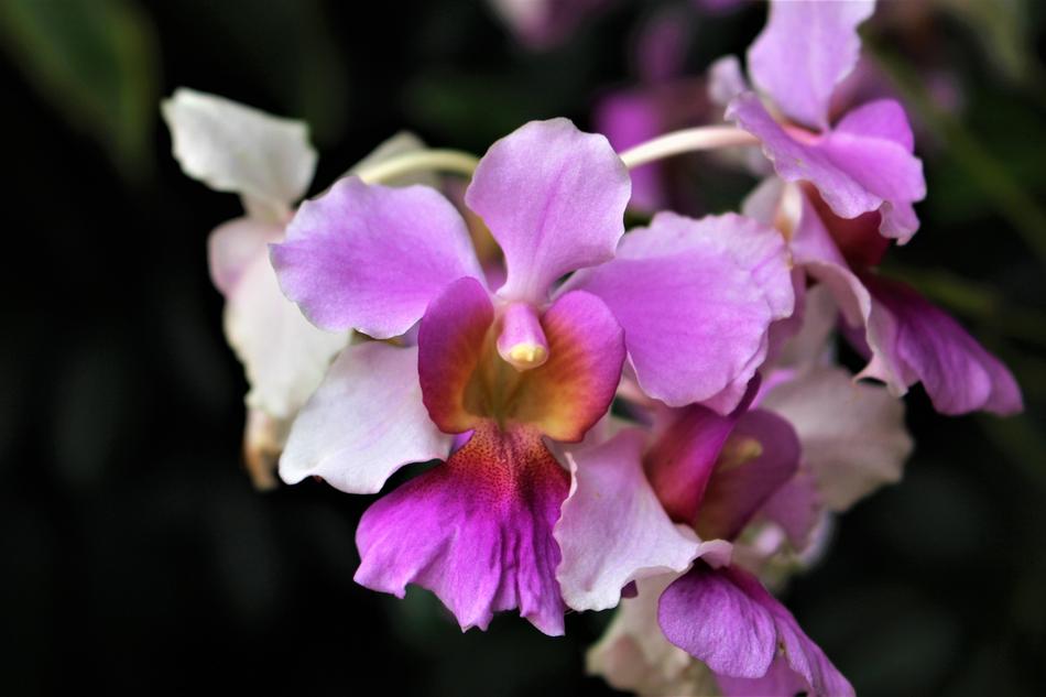Singapore Orchids Flower