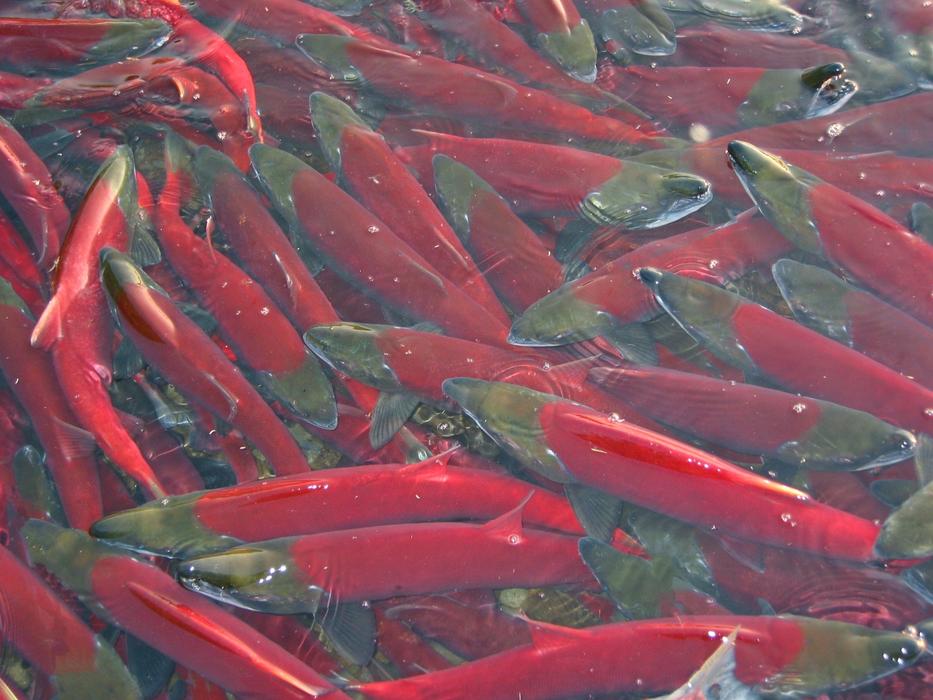 Salmon Chum Fishes
