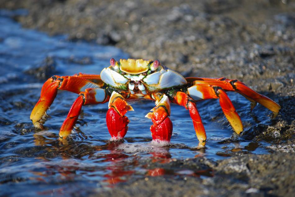 Crab Amazon Colorful