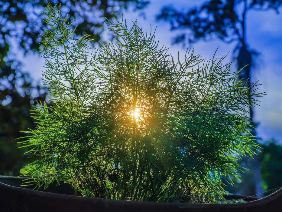 Photo of a spruce in the sun