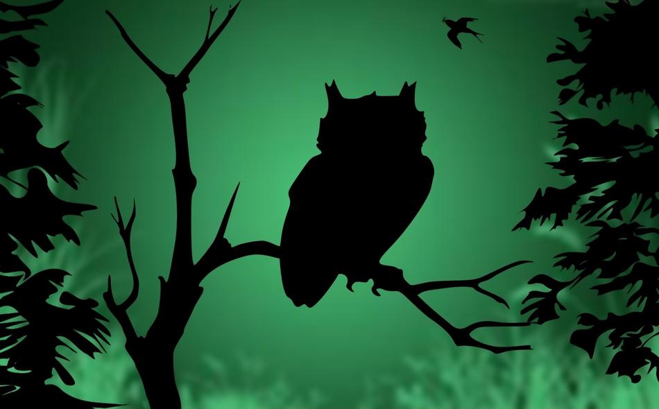 owl against light bird sunset