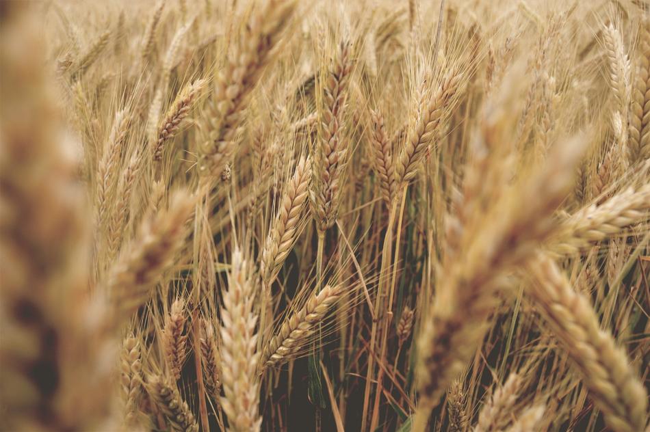 Wheat Go Summer