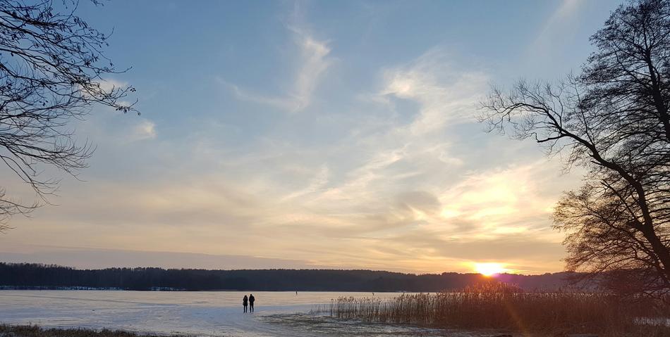 Nature Tree Panoramic