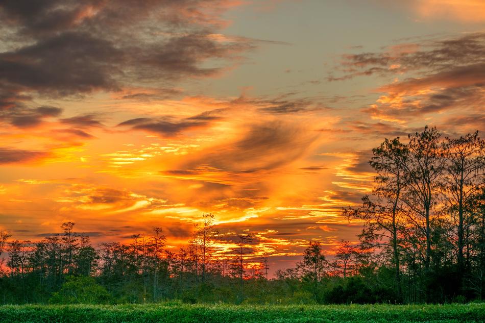 Swamp Dusk South