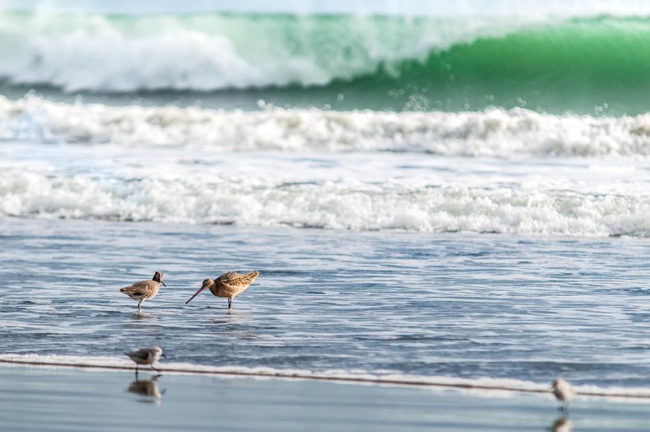 Ocean Bird Water