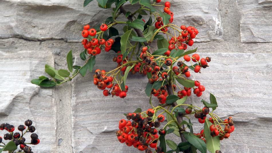 Flora Fruit Sea Buckthorn