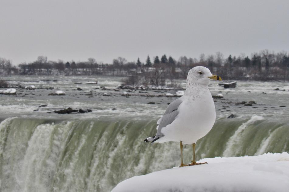 Niagara Gull Landscape Waterfall macro