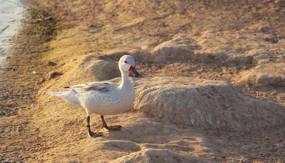 Nature Bird Animal