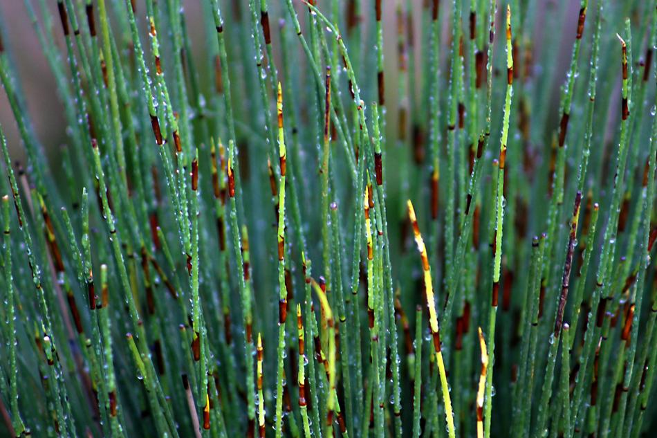 Horsetail Puzzlegrass Snake Grass