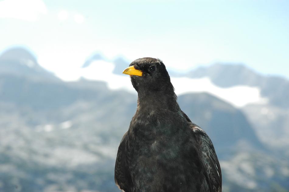 Nature Snow Bird