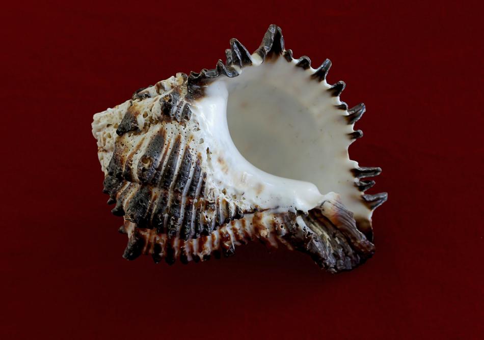 Conch Murex Endive Animal