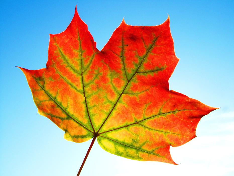 Leaf Fall Frame