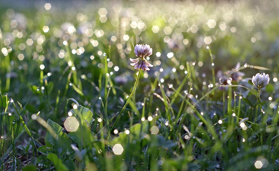 clover in Grass, covered with dew drops, at sunrise