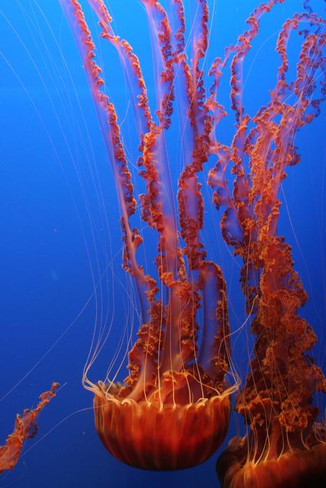 red Jellyfish with long Tentacles underwater