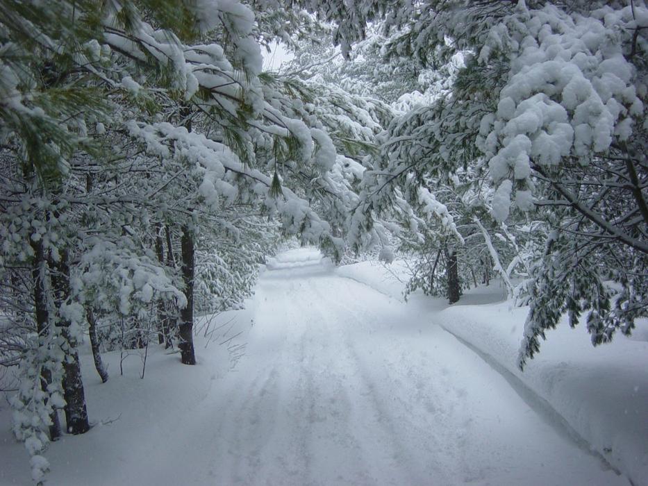Winter Snow Forest