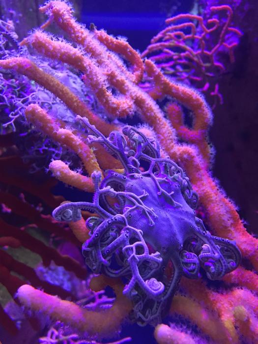 Ocean Aquarium Underwater