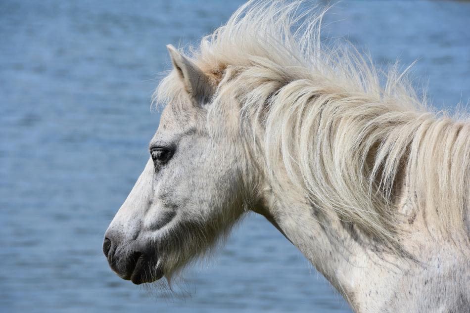 Pony Sea