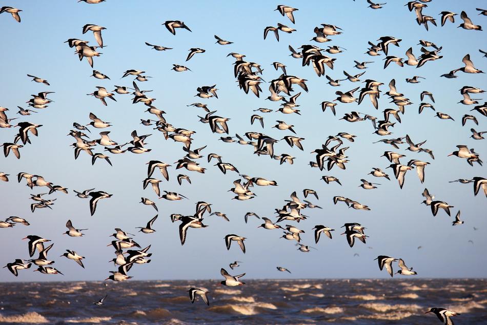 Bird Flight Animal World
