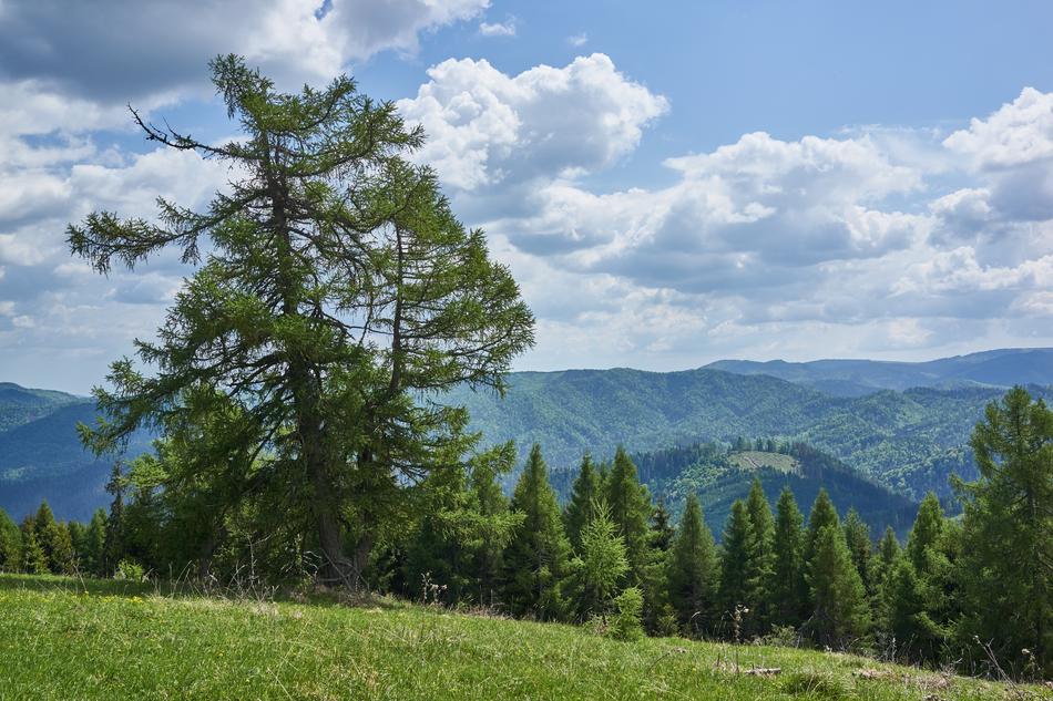 Slovakia Vernar Spring