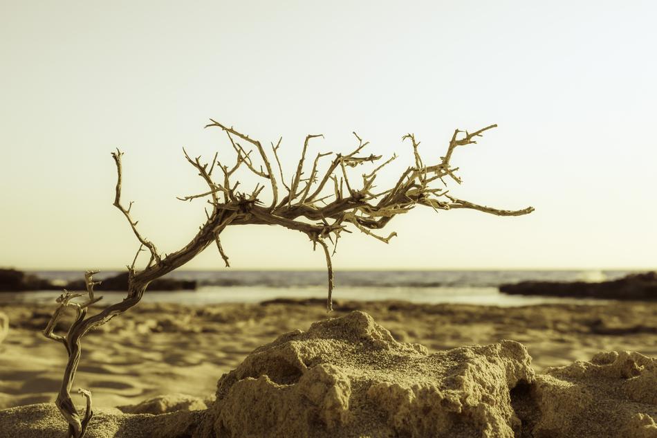 Twig Beach Sand