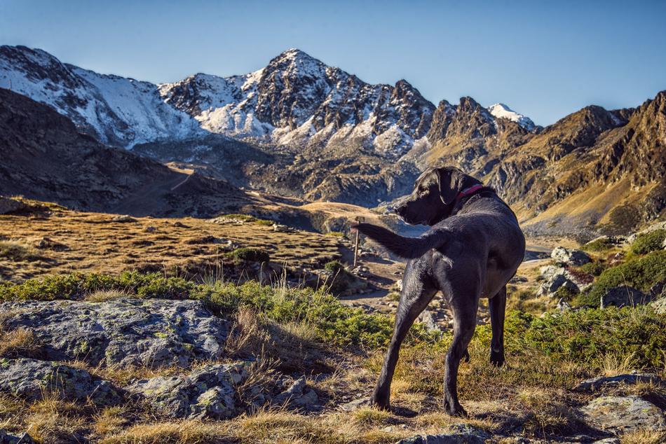 Dog Animal trekking on Mountain