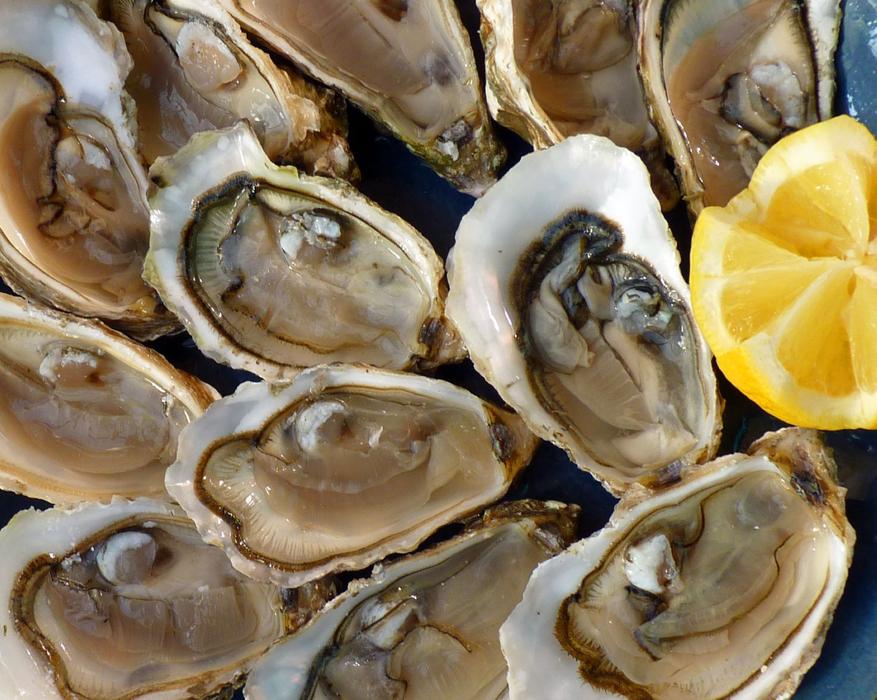 Oysters Holidays Sea The
