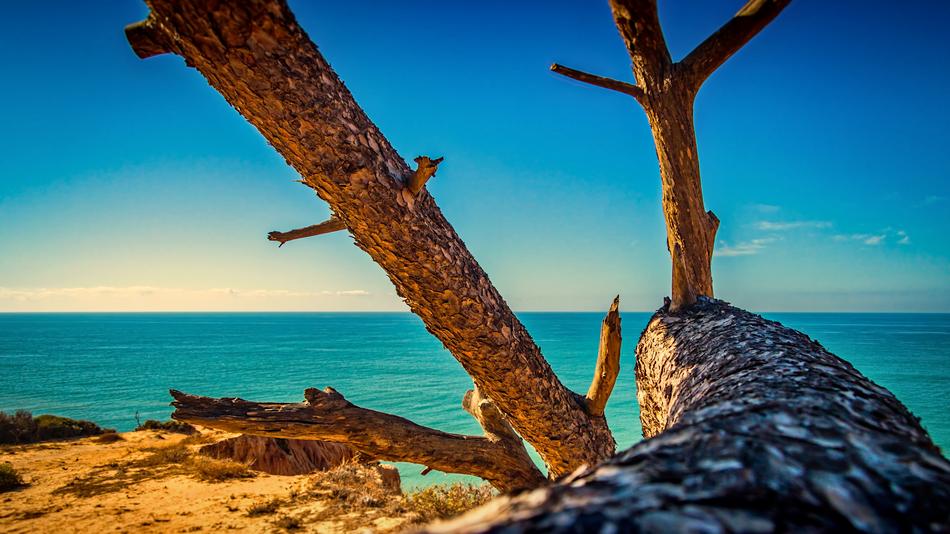Tree and Water Sea