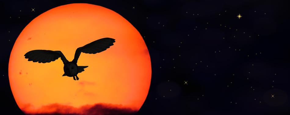 Sun Star Owl