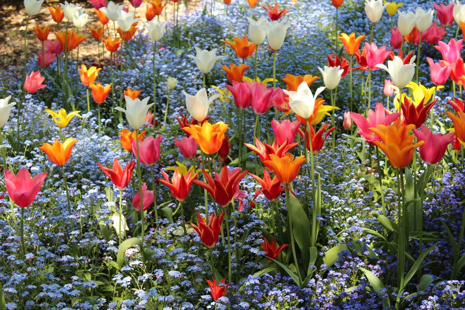 Tulips Colorful Red