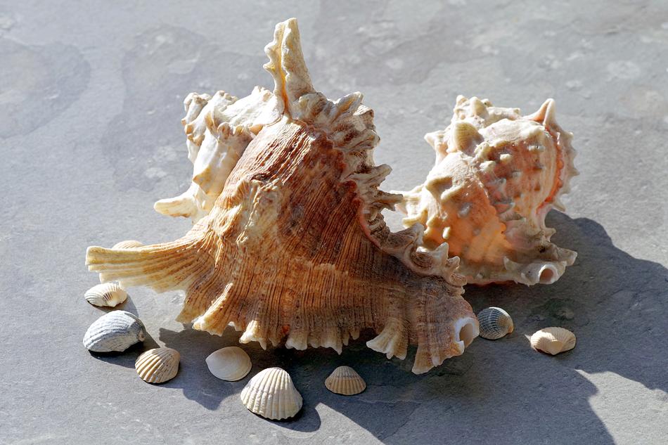 Shells Holidays Sea