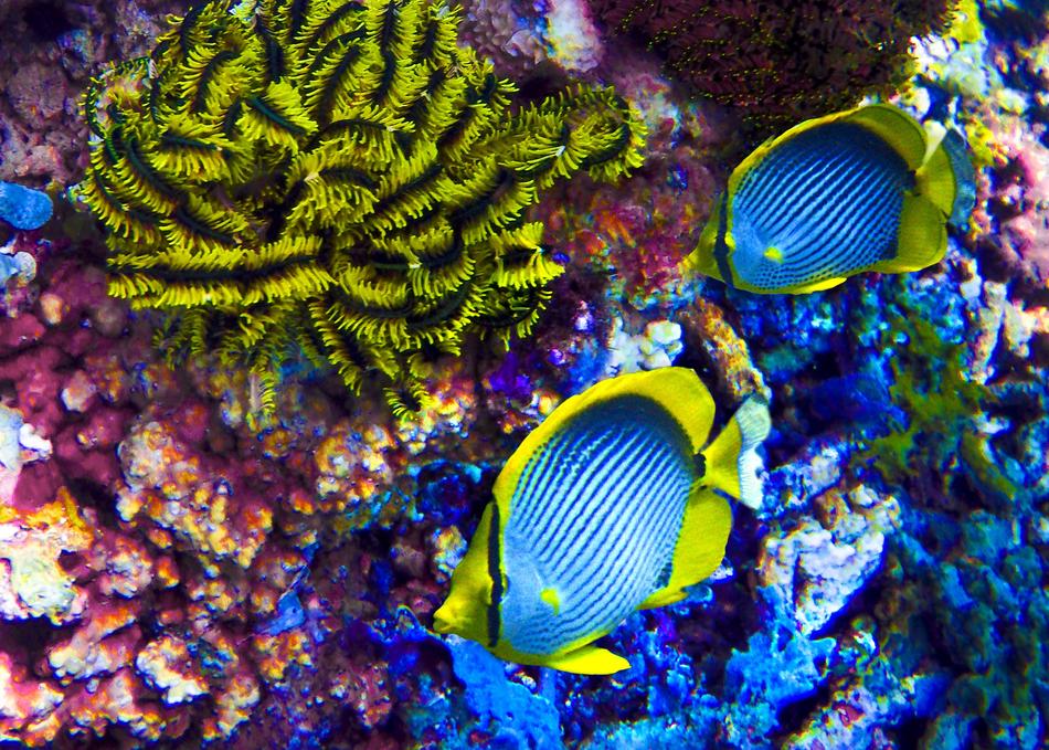 Neon Fish Ocean