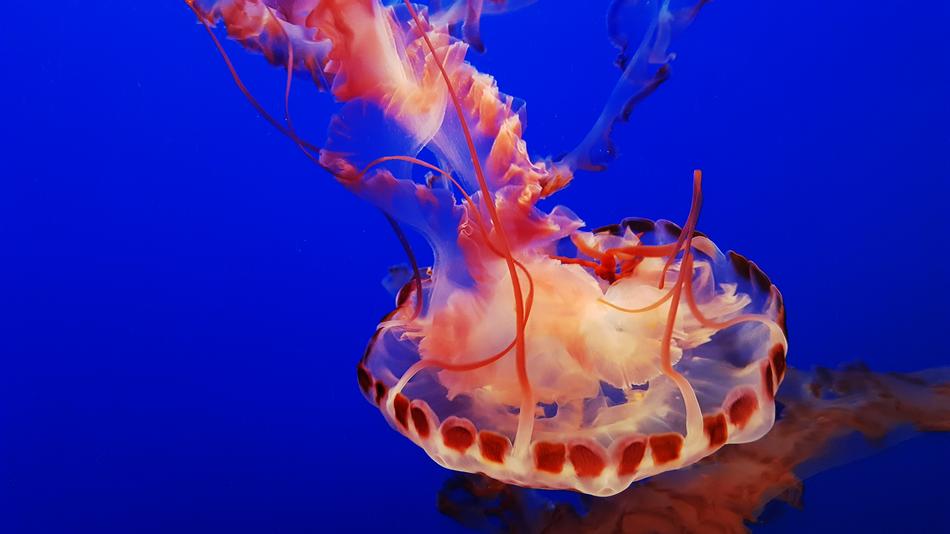 Monterey Aquarium Jelly