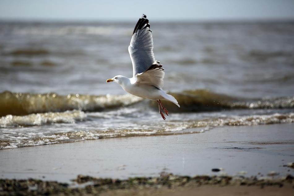 Seagull Bird Sea