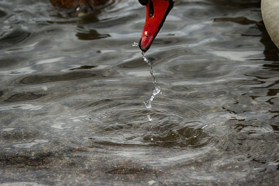 Swan Water Drop Sea