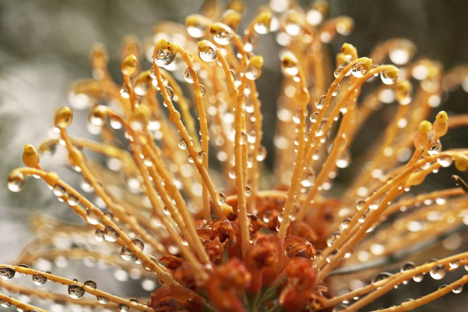 Grevillea Australia Outdoor