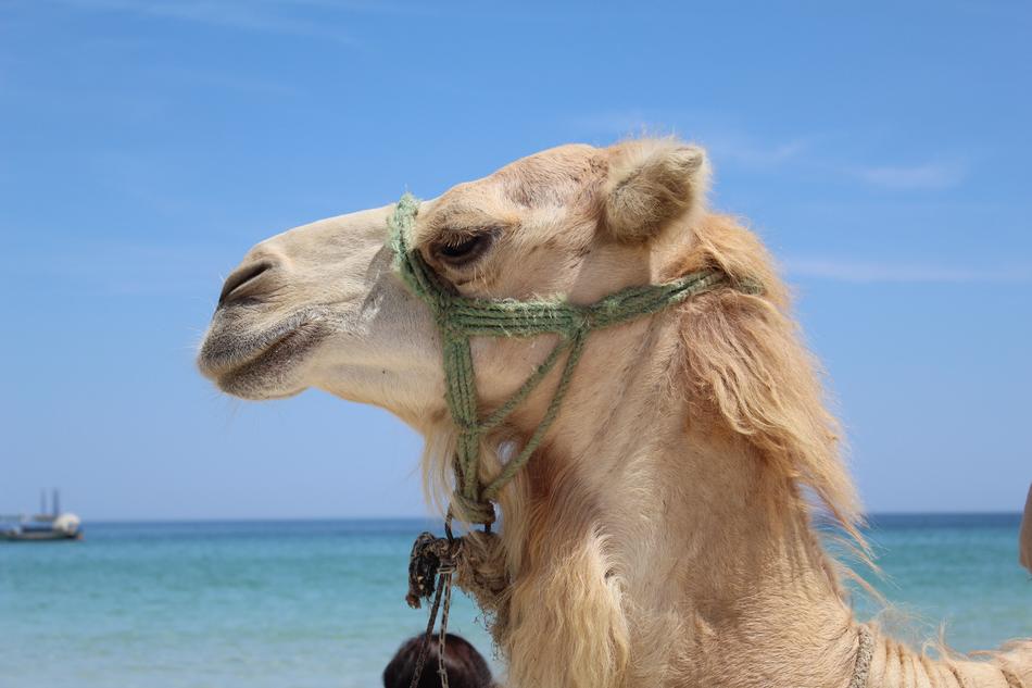 Camel Animal by the Sea