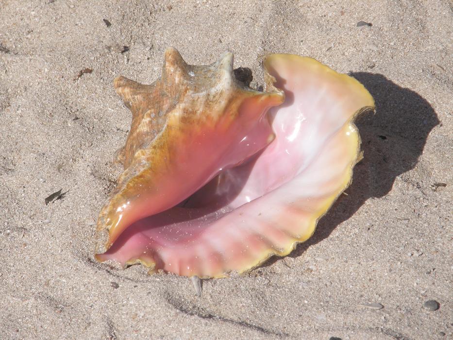 Sand Beach Ocean