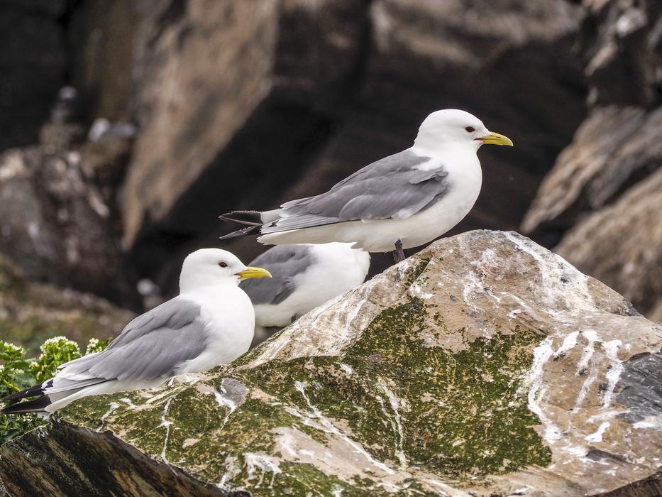 Birds Seagull Sea ​​Birds The