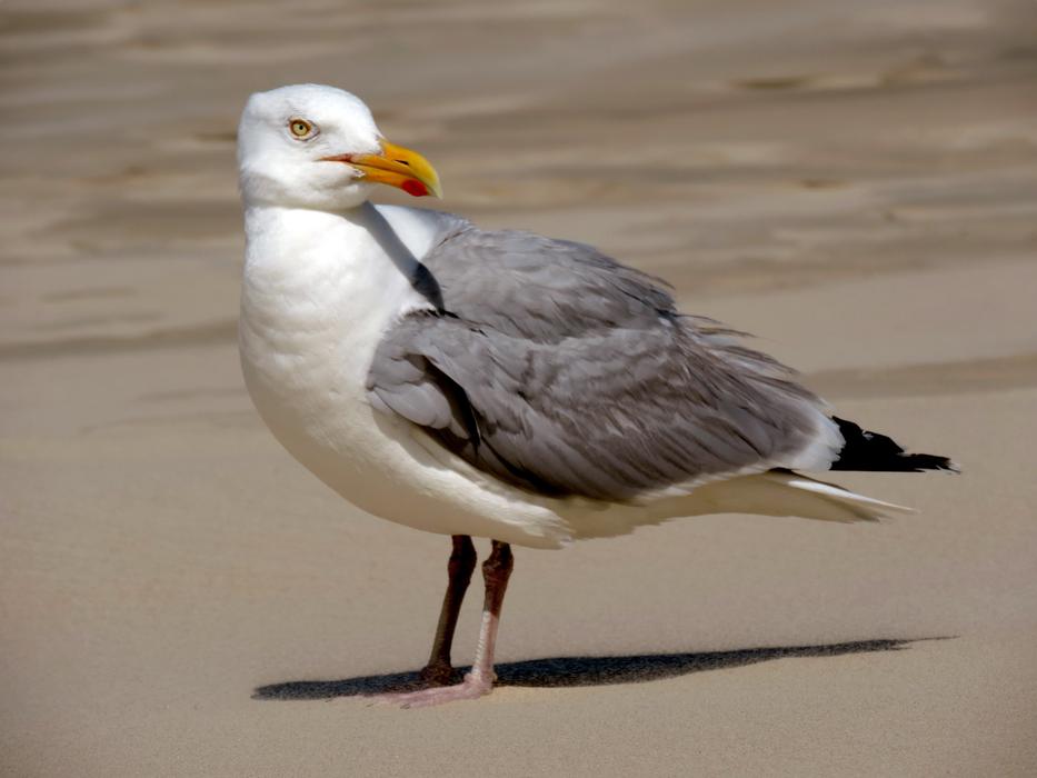 Seagull Bird Water